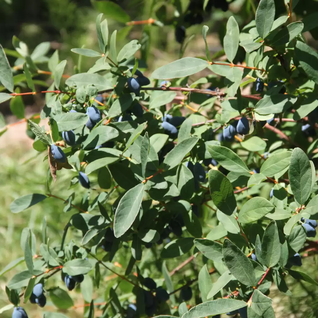 Yezberry Sugar Pie Lonicera in the landscape